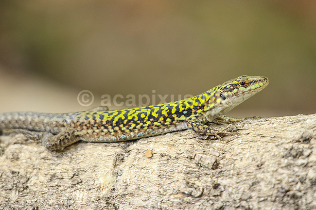 Italiensk murfirben. Murfirben / Italian Wall Lizard i Palermo Botanisk Have / Orto botanico. ; Podarcis siculus; Palermo / Sicilien; Italien; ; krybdyr; Firben, Lacertidae