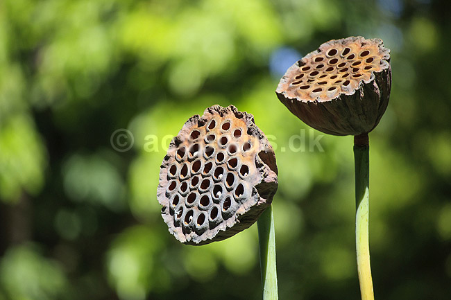 Lotus fr�stand. Lotus seed head i Palermo Botanisk Have / Orto botanico; ; Palermo / Sicilien; Italien; ; planter; 