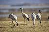 Traner. Traner p� dansepladsen ved Hornborga S�en Grus grus Hornborga s�en / Hornborgasj�n Sverige  fugle Tranefugle, Gruidae, Trane