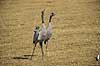 Traner. Traner p� dansepladsen ved Hornborga S�en Grus grus Hornborga s�en / Hornborgasj�n Sverige  fugle Tranefugle, Gruidae, Trane