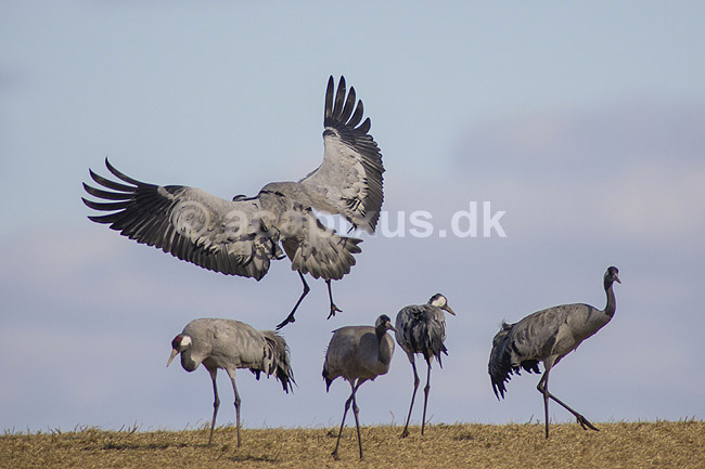 Traner. Trane lander p� dansepladsen ved Hornborga S�en; Grus grus; Hornborga s�en / Hornborgasj�n; Sverige; ; fugle; Tranefugle, Gruidae, Traner