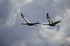 Traner. Traner flyver over dansepladsen ved Hornborga S�en Grus grus Hornborga s�en / Hornborgasj�n Sverige  fugle Tranefugle, Gruidae, Traner