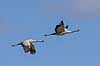 Traner. Traner flyver over dansepladsen ved Hornborga S�en Grus grus Hornborga s�en / Hornborgasj�n Sverige  fugle Tranefugle, Gruidae, Traner