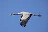 Trane. Trane flyver over dansepladsen ved Hornborga S�en Grus grus Hornborga s�en / Hornborgasj�n Sverige  fugle Tranefugle, Gruidae, Traner