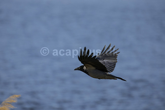 Gr�krage. Krage flyver over Pr�stes�; Corvus corone; Pr�stes� / V�rl�se; ; ; fugle; 