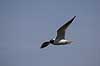 H�ttem�ge. H�ttem�ge flyver over Pr�stes� Larus ridibundus Pr�stes� / V�rl�se   fugle M�gefugle, Laridae, Charadriiformes, flyvning, fugleflugt, vingeslag