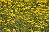 M�lkeb�tter. M�lkeb�tteblomster p� gr�spl�ne Taraxacum M�l�v Danmark  planter Fandens m�lkeb�tte, ukrudt, ukrudtsbek�mpelse