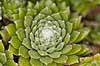Spindelsv�vshusl�g Sempervivum arachnoideum    planter husl�g