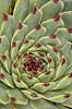 Husl�g Greenii Sempervivum calcareum    planter husl�g
