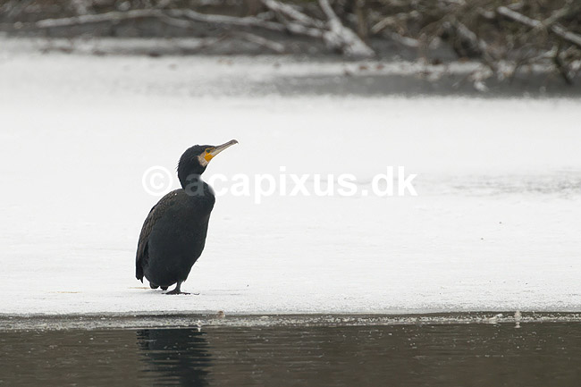 Skarv. Skarv siddende p� iskanten i ; Phalacrocorax carbo; M�llemosen / M�l�v; Danmark; ; fugle; Skarv, Phalacrocoracidae