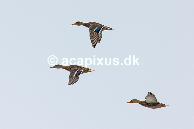 Gr��nder. Gr��nder flyver en kold vinterdag ved M�llemosen; Anas platyrhynchos; M�llemosen / M�l�v; Danmark; ; fugle; �nder, Andefugle, Anseriformes, Anatidae, gr��nder, vinter, frost, kulde