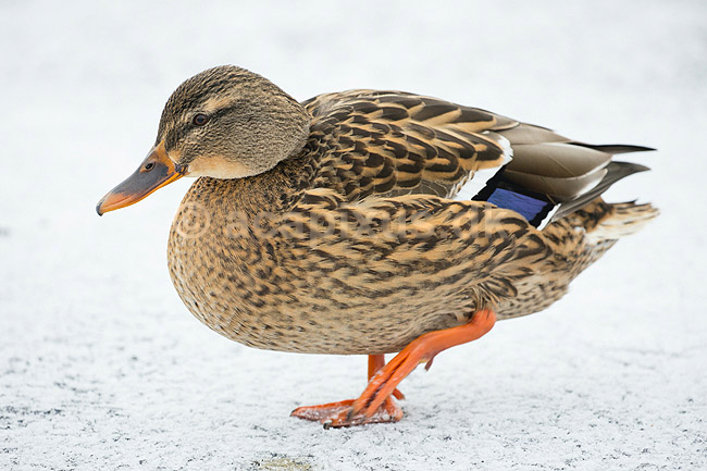 Gr�and. Gr�and p� isen p� den tilfrosne s� M�llemosen; Anas platyrhynchos; M�llemosen / M�l�v; Danmark; ; fugle; �nder, Andefugle, Anseriformes, Anatidae, gr��nder, vinter, frost, kulde