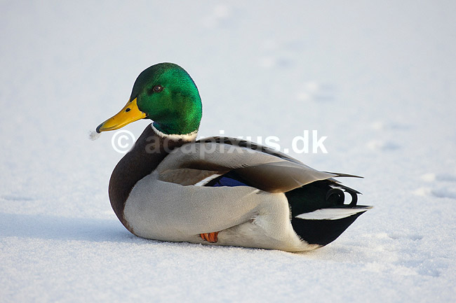 Gr�and. Gr�and andrik p� isen p� den tilfrosne s� M�llemosen; Anas platyrhynchos; M�llemosen / M�l�v; Danmark; ; fugle; �nder, Andefugle, Anseriformes, Anatidae, gr��nder, vinter, frost, kulde