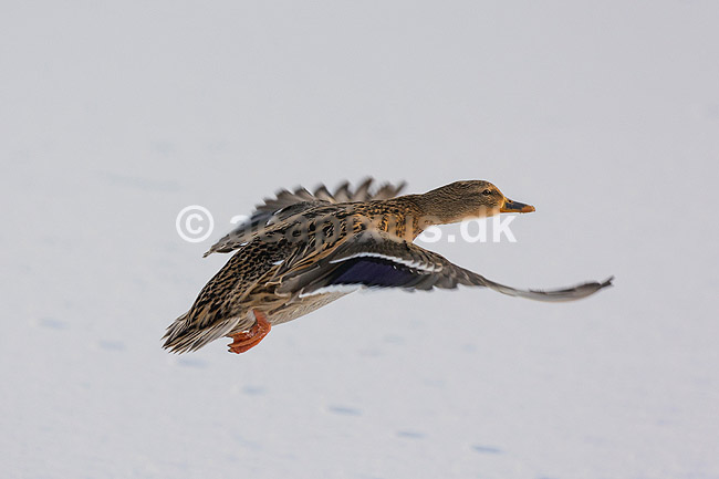 Gr�and. Gr�and flyver over den tilfrosne s� M�llemosen; Anas platyrhynchos; M�llemosen / M�l�v; Danmark; ; fugle; �nder, Andefugle, Anseriformes, Anatidae, gr��nder, vinter, frost, kulde, fugleflugt