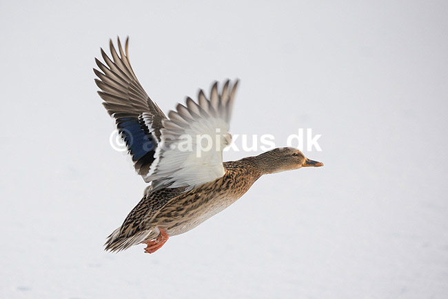 Gr�and. Gr�and flyver over den tilfrosne s� M�llemosen; Anas platyrhynchos; M�llemosen / M�l�v; Danmark; ; fugle; �nder, Andefugle, Anseriformes, Anatidae, gr��nder, vinter, frost, kulde, fugleflugt