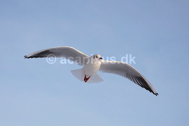 H�ttem�ge i vinterdragt. H�ttem�ge i vinterdragt flyver en kold vinterdag; Larus ridibundus; M�llemosen / M�l�v; Danmark; ; fugle; M�gefugle, Laridae, Charadriiformes, flyvning, fugleflugt, vingeslag, H�ttem�ger