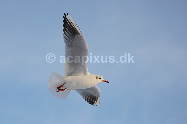 H�ttem�ge i vinterdragt. H�ttem�ge i vinterdragt flyver en kold vinterdag; Larus ridibundus; M�llemosen / M�l�v; Danmark; ; fugle; M�gefugle, Laridae, Charadriiformes, flyvning, fugleflugt, vingeslag, H�ttem�ger