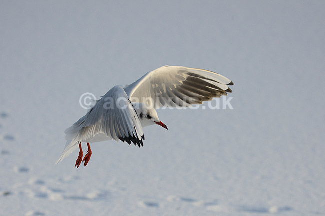 H�ttem�ge i vinterdragt. H�ttem�ge i vinterdragt flyver en kold vinterdag over isen p� den tilfrosne s� M�llemosen ; Larus ridibundus; M�llemosen / M�l�v; Danmark; ; fugle; M�gefugle, Laridae, Charadriiformes, flyvning, fugleflugt, vingeslag, H�ttem�ger