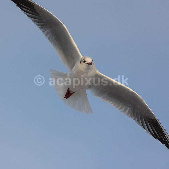 H�ttem�ge i vinterdragt. H�ttem�ge i vinterdragt flyver en kold vinterdag over isen p� den tilfrosne s� M�llemosen ; Larus ridibundus; M�llemosen / M�l�v; Danmark; ; fugle; M�gefugle, Laridae, Charadriiformes, flyvning, fugleflugt, vingeslag, H�ttem�ger