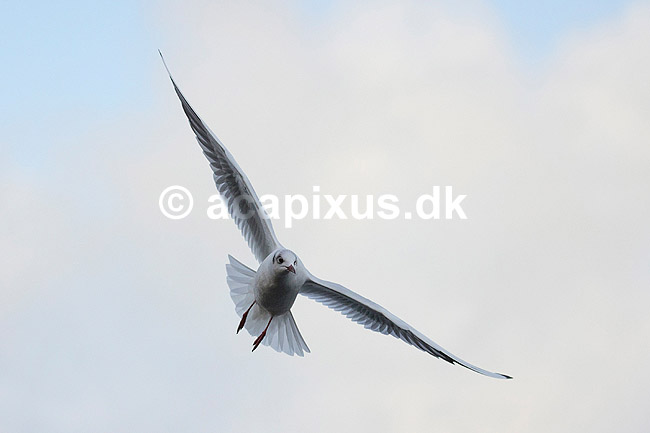 H�ttem�ge i vinterdragt. H�ttem�ge i vinterdragt ved Utterslev Mose; Larus ridibundus; Utterslev Mose; Danmark; ; fugle; M�gefugle, Laridae, Charadriiformes, flyvning, fugleflugt, vingeslag, H�ttem�ger