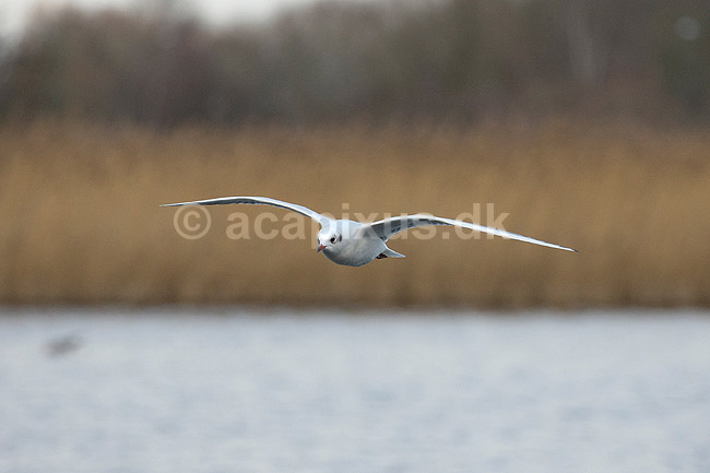 H�ttem�ge i vinterdragt. H�ttem�ge i vinterdragt ved Utterslev Mose; Larus ridibundus; Utterslev Mose; Danmark; ; fugle; M�gefugle, Laridae, Charadriiformes, flyvning, fugleflugt, vingeslag, H�ttem�ger