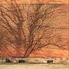 Vedbend. Stammen forgrener sig som grene p� et stamtr� - vedbend p�  Roskile Domkirke  Roskilde Danmark  Planter Forgreninger, forviklinger, karrierevalg, muligheder