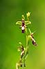 Flueblomst. Den sj�ldne flue blomst orkide ved Allindelille Fredskov Ophrys insectifera Allindelille Fredskov   planter orkid�er, orkideer, blomster