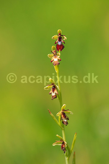 Flueblomst. Den sj�ldne flue blomst orkide ved Allindelille Fredskov; Ophrys insectifera; Allindelille Fredskov; ; ; planter; orkid�er, orkideer, blomster