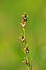 Flueblomst. Den sj�ldne flue blomst orkide ved Allindelille Fredskov Ophrys insectifera Allindelille Fredskov   planter orkid�er, orkideer, blomster