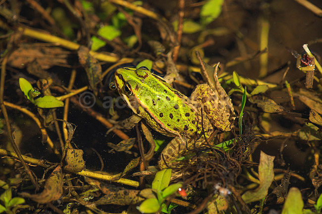 Fr�. Almindelig gr�n fr� i Allindelille Fredskov; Rana esculenta; Allindelille Fredskov; ; ; Padder; Fr�er, springpadder, Pelophylax esculentus