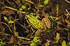 Fr�. Almindelig gr�n fr� i Allindelille Fredskov Rana esculenta Allindelille Fredskov   Padder Fr�er, springpadder, Pelophylax esculentus