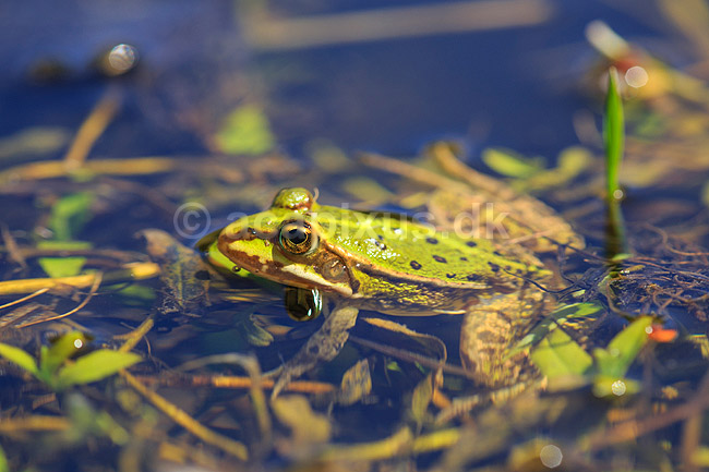 Fr�. Almindelig gr�n fr� i Allindelille Fredskov; Rana esculenta; Allindelille Fredskov; ; ; Padder; Fr�er, springpadder, Pelophylax esculentus