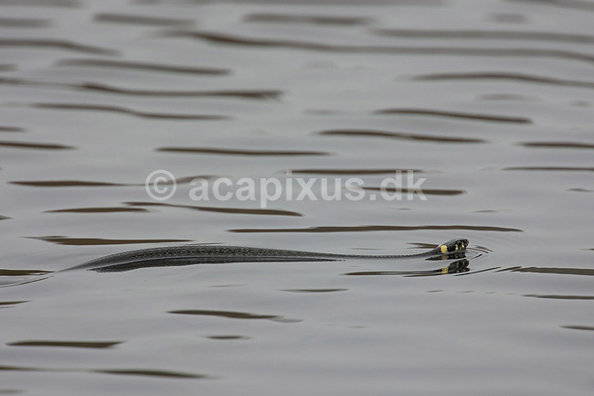 Snog. Almindelig snog sv�mmer i vandoverfladen; Natrix natrix, Colubridae; Skallemose S� / Hareskoven; Danmark; ; krybdyr; Slanger, snoge