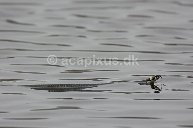 Snog. Almindelig snog sv�mmer i vandoverfladen; Natrix natrix, Colubridae; Skallemose S� / Hareskoven; Danmark; ; krybdyr; Slanger, snoge