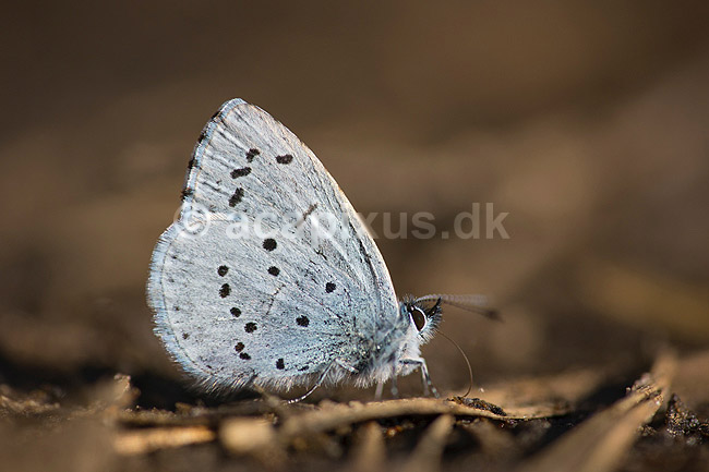 Mosebl�fugl. Mosebl�fugl, skovbl�fugl; Celastrina argiolus; Klint; Danmark; ; insekter; Bl�fugle, Lycaenidae, Sommerfugle, Lepidoptera