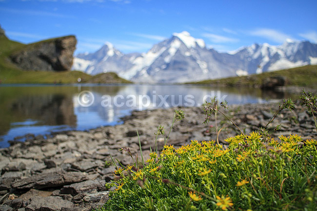 Alperne. Jungfrau bjerget spejler sig i bjergs�en Grauseeli med alpeflora i forgrunden; ; Lauterbrunnen; Schweiz; ; planter; Alperne, bjerglandskab, Alpelandskab, bjergvandring