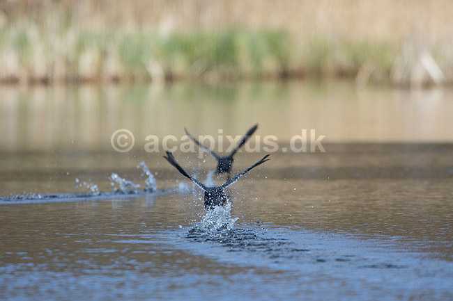 Blish�ns. Blish�ner l�ber p� vandet i territorialkamp ; Fulica atra; Skallemose S� / Hareskoven; Danmark; ; fugle; Blish�ne, Vandh�ns, Rallidae, Tranefugle, Gruiformes