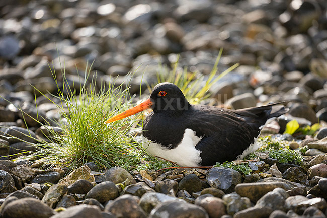 Strandskade. Strand skade ligger p� rede og ruger p� �g mellem sten; Haematopus ostralegus; M�l�v; Danmark; ; fugle; Strandskader, Haematopodidae, M�gefugle og vadefugle, Charadriiformes
