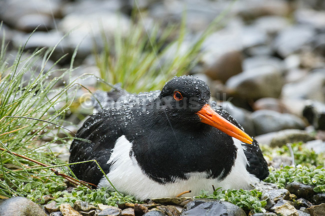 Strandskade. Strand skade ligger p� rede og ruger p� �g mellem sten i regnvejr; Haematopus ostralegus; M�l�v; Danmark; ; fugle; Strandskader, Haematopodidae, M�gefugle og vadefugle, Charadriiformes