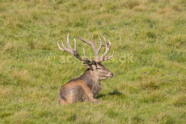 Kronhjort. Kronhjort hviler i gr�sset p� slette i Dyrehaven; Cervus elaphus; J�gersborg Dyrehave; ; ; pattedyr; Hjorte, kronhjorte, Cervidae, Parrett�ede hovdyr, Artiodactyla, Krondyr, Red deer, kronvildt, krondyr, kronhjorte, brunst, hjort