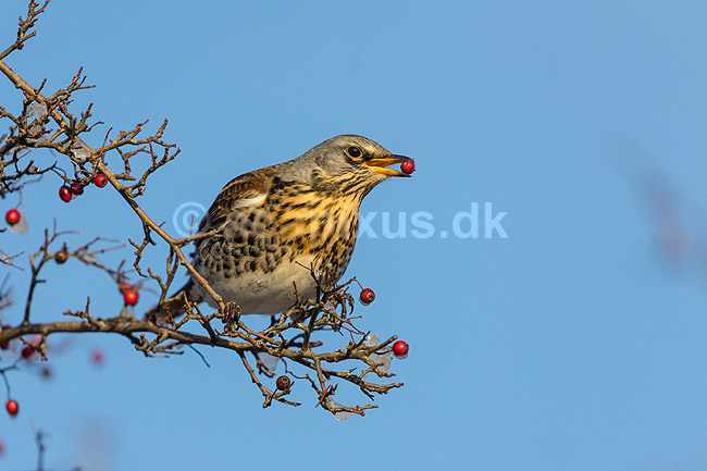 Sjagger. Sjagger spiser r�nneb�r i det sene efter�r; Turdus pilaris; M�l�v; ; ; fugle; Drosler, Turdinae, Spurvefugle, Passeriformes