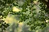 B�geblade. En gren med blade fra b�getr� imod baggrunden af skoven i J�gerborg Dyrehave - Dyrehaven  Klampenborg Danmark   Skov, CO2