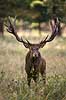 Kronhjort. Kronhjort i sit revir under brunstperioden i Dyrehaven Cervus elaphus J�gersborg Dyrehave / Sj�lland   pattedyr Hjorte, kronhjorte, Cervidae, Parrett�ede hovdyr, Artiodactyla, Krondyr, Red deer, kronvildt, krondyr, kronhjorte, brunst, hjort