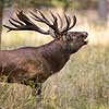Kronhjort. Kronhjort i sit revir under brunstperioden i Dyrehaven Cervus elaphus J�gersborg Dyrehave / Sj�lland   pattedyr Hjorte, kronhjorte, Cervidae, Parrett�ede hovdyr, Artiodactyla, Krondyr, Red deer, kronvildt, krondyr, kronhjorte, brunst, hjort