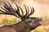 Kronhjort. Kronhjort i sit revir under brunstperioden i Dyrehaven Cervus elaphus J�gersborg Dyrehave / Sj�lland   pattedyr Hjorte, kronhjorte, Cervidae, Parrett�ede hovdyr, Artiodactyla, Krondyr, Red deer, kronvildt, krondyr, kronhjorte, brunst, hjort