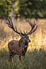 Kronhjort. Kronhjort i sit revir under brunstperioden i Dyrehaven Cervus elaphus J�gersborg Dyrehave / Sj�lland   pattedyr Hjorte, kronhjorte, Cervidae, Parrett�ede hovdyr, Artiodactyla, Krondyr, Red deer, kronvildt, krondyr, kronhjorte, brunst, hjort