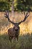 Kronhjort. Kronhjort i sit revir under brunstperioden i Dyrehaven Cervus elaphus J�gersborg Dyrehave / Sj�lland   pattedyr Hjorte, kronhjorte, Cervidae, Parrett�ede hovdyr, Artiodactyla, Krondyr, Red deer, kronvildt, krondyr, kronhjorte, brunst, hjort