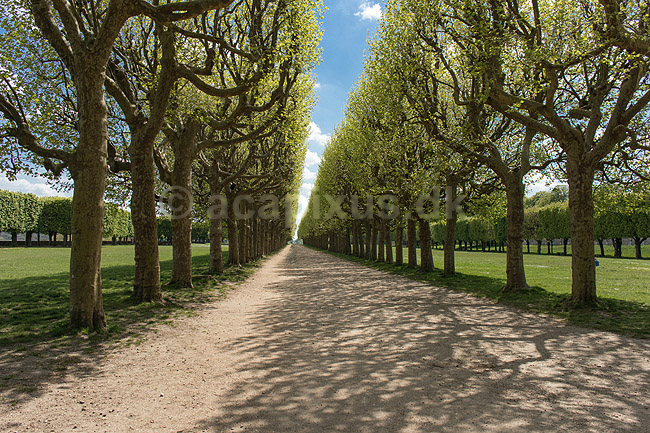 Alle i Paris. Alle ved Observatory Terrace i Meudon; ; Meudon / Paris; Frankrig; ; ; Tr�er, alleer