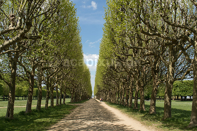 Alle i Paris. Alle ved Observatory Terrace i Meudon; ; Meudon / Paris; Frankrig; ; ; Tr�er, alleer