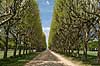 Alle i Paris. Alle ved Observatory Terrace i Meudon  Meudon / Paris Frankrig   Tr�er, alleer